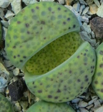 lithops fulviceps aurea