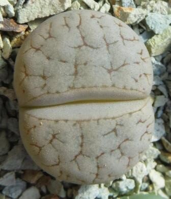 lithops gracilidelineata baseli