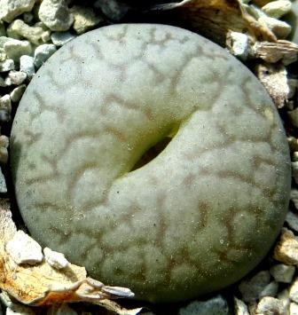 Lithops pseudotruncatella ssp. volkii -C 069