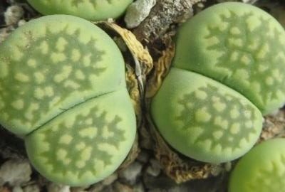 lithops salicola malachite