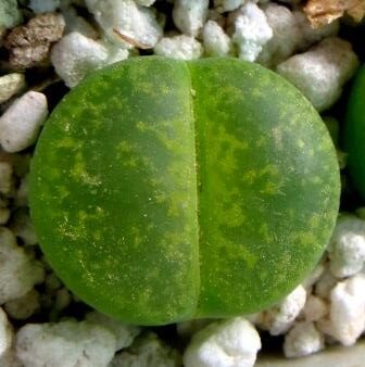 lithops lesliei albinica