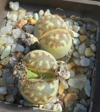 lithops dorotheae c124