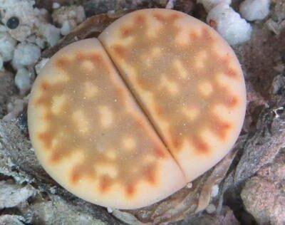 lithops julii fuscous form yellow