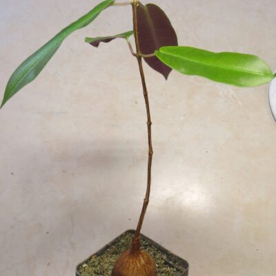 petopentia natalensis