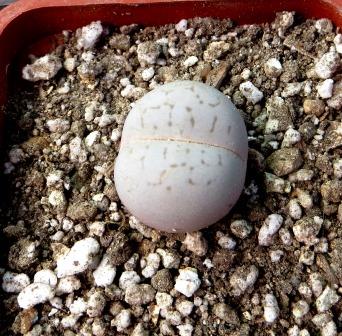 dinteranthus vanzylii lineatus