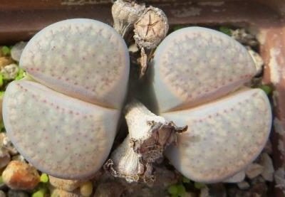 lithops verruculosa glabra