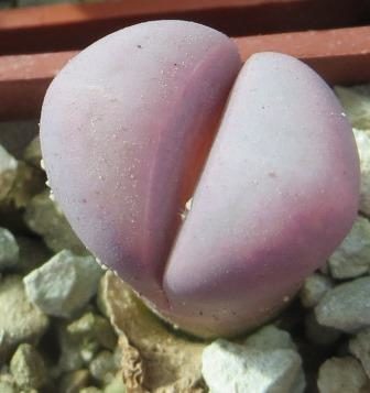 lithops meyeri hammeruby