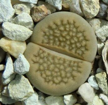 1606 lithops hallii  C 135