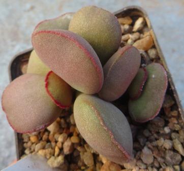 adromischus marianiae hallii