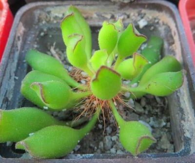 adromischus cristatus Kleinpoort