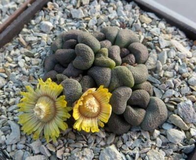 aloinopsis schooneesii
