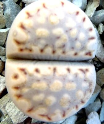 lithops julii fulleri C 56