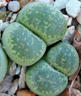 lithops terricolor green santpoort