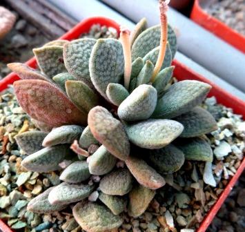 crassula tecta hybrid