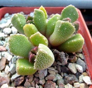 aloinopsis setifera