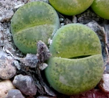 lithops lesliei albinica