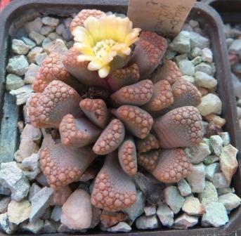 titanopsis hugo schlechteri pofader