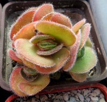 crassula tomentosa