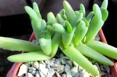 cheiridopsis spec.