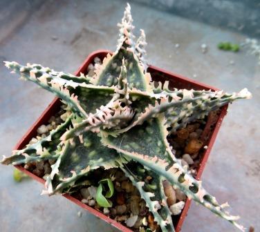 aloe hybrid TST