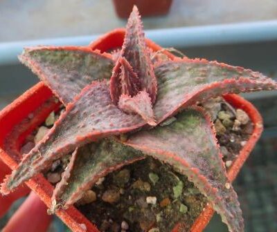 aloe hybrid TST