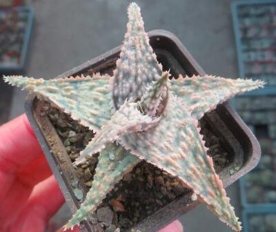 aloe hybrid TST