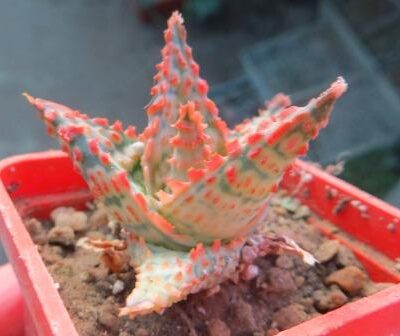aloe hybrid TST