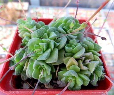 crassula dorothy