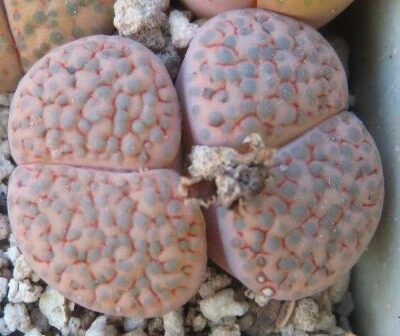 lithops fulviceps lactinea