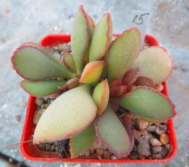 adromischus blosianus MBG 723/53 №5