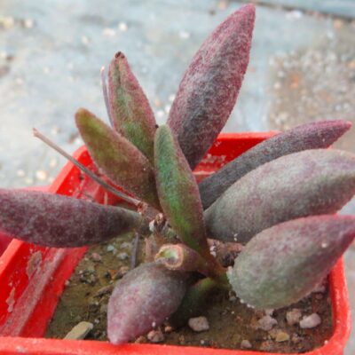 adromischus marianae