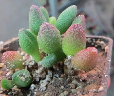 2128 MG adromischus marianae Grootberg