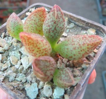 adromischus marianae hybrid