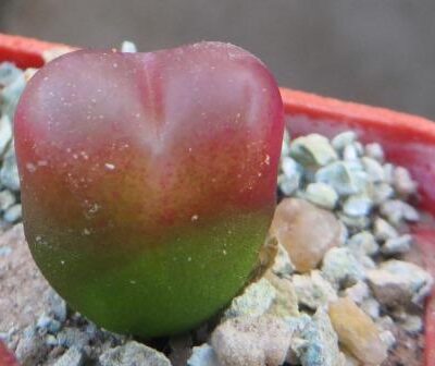 conophytum maughanii