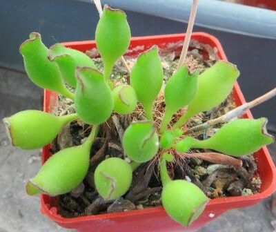 Adromischus cristatus Kleinpoort