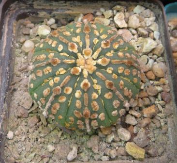 astrophytum super kabuto gold