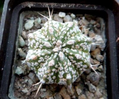 astrophytum super kabuto