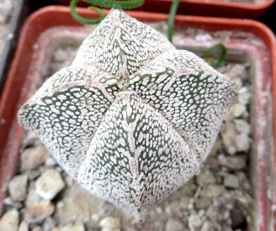 astrophytum onzuka v type