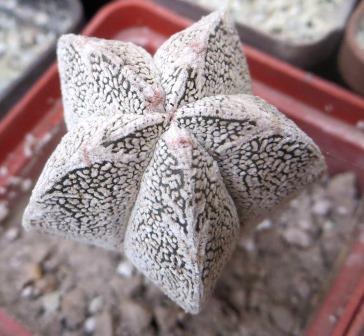 astrophytum onzuka v type