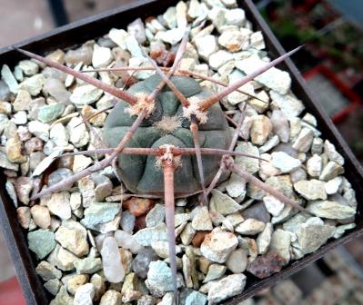 gymnocalycium armatum MS 375