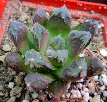 haworthia pygmaea dumbei x cooperi red  завжди червона