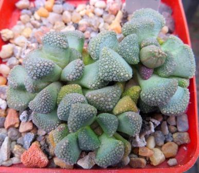 1877.05 MG titanopsis primosii Naabab