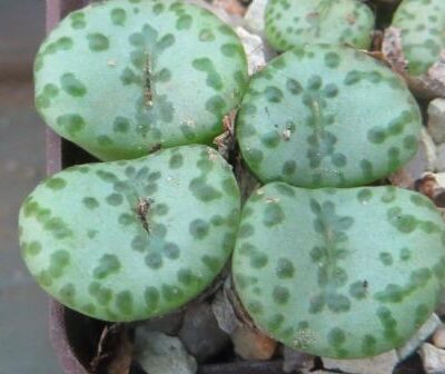 conophytum obcordellum 4 голови