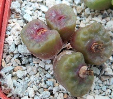 conophytum angelicae tetragonum 4 голови