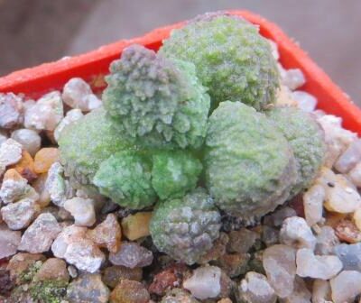 adromischus marianae 'herrei' green