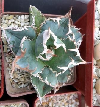 agave titanota kyoto
