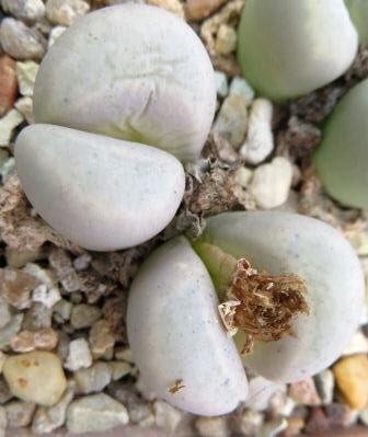 lithops meyeri