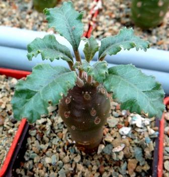 dorstenia lavrani