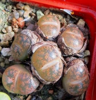 lithops lesliei classic 6 голів