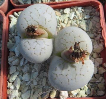 dintheranthua vanzilii lineatus